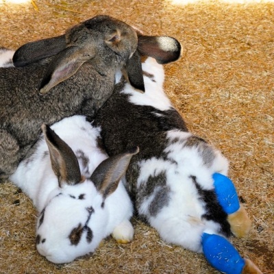 Drei Kaninchen der Familie Ostermann liegen neben- und übereinander. Sie haben blaue Verbände an den Pfoten.