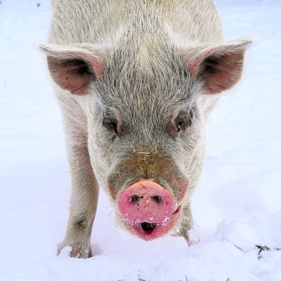 Schwein Felix im Schnee