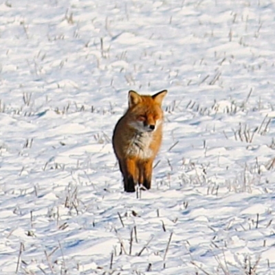 Ein Fuchs auf einem mit Schnee bedeckten Acker