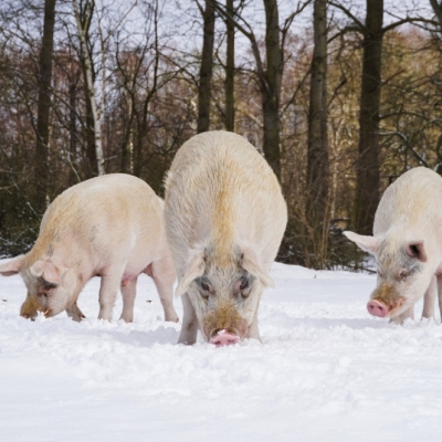Die Schweine Helge, Knut & Felix nebeneinander auf einer mit Schnee bedeckten Fläche. Im Hintergrund sind Bäume zu sehen.
