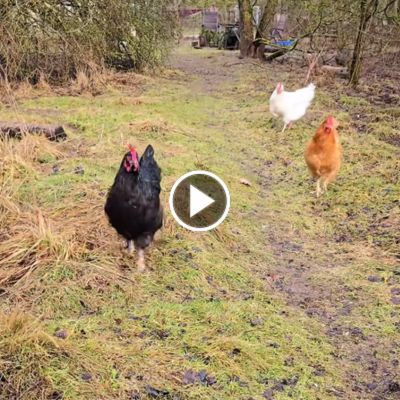 Drei Hühner laufen über eine Wiese in Richtung der Kamera