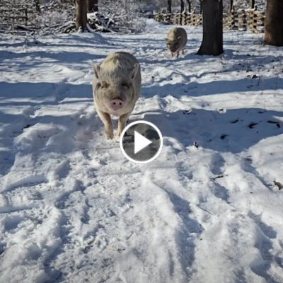 Die Minischweine Lilli und Eddie laufen über einen verschneiten Weg in Richtung der Kamera