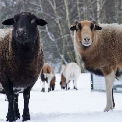 Die Schafe Mälla, Momo und Pepe stehen nebeneinander auf einer verschneiten Wiese.