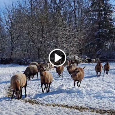 Die Schafe im Land der Tiere essen ausgestreutes Schafmüsli