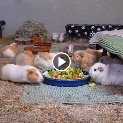 Die Palettenschweinchen versammeln sich um einen Teller mit Salat und Gemüse in ihrem Zimmer