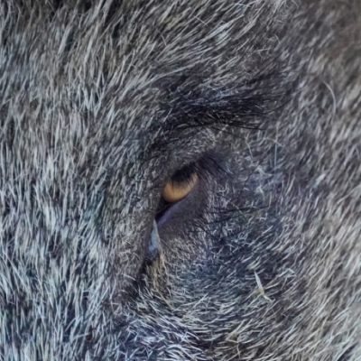 Wildschwein Pippas Gesicht in der Nahaufnahme