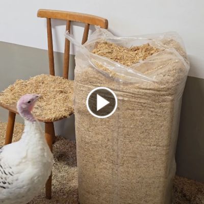 Die zwei Puten Pünktchen & Pieps untersuchen einen Einstreusack