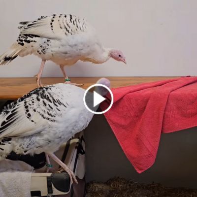 Die zwei Puten Pünktchen und Pieps in ihrem Quarantänezimmer kurz nach ihrer Ankunft im Land der Tiere