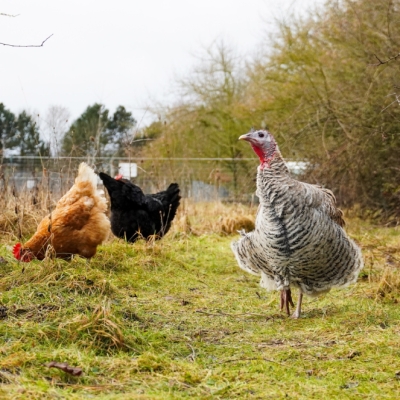 Pute Rika auf einer Wiese umgeben von Hühnern