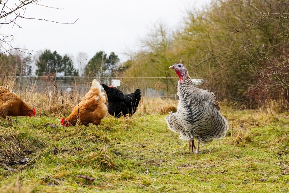 Pute Rika auf einer Wiese umgeben von Hühnern