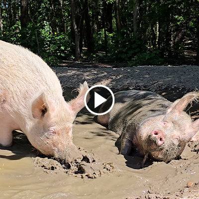 Zwei Schweine in der Suhle
