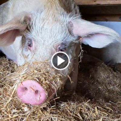 Die Schweine Knut, Helge & Lulu in ihrem Strohbett