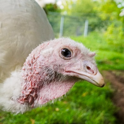 Pute Wendy in der Nahaufnahme