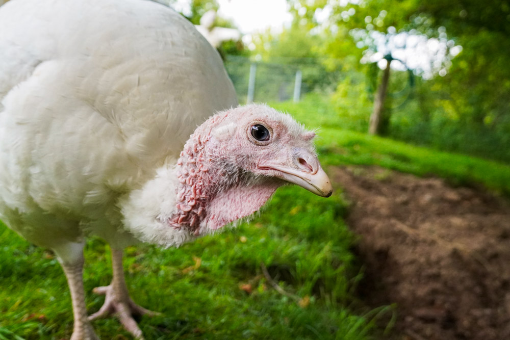 Pute Wendy in der Nahaufnahme