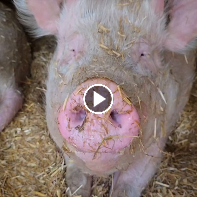 Schwein Willi im Stroh