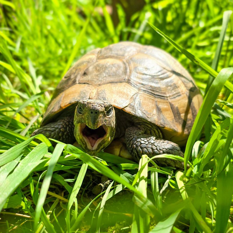 Patenschaft für Die Neue abschließen
