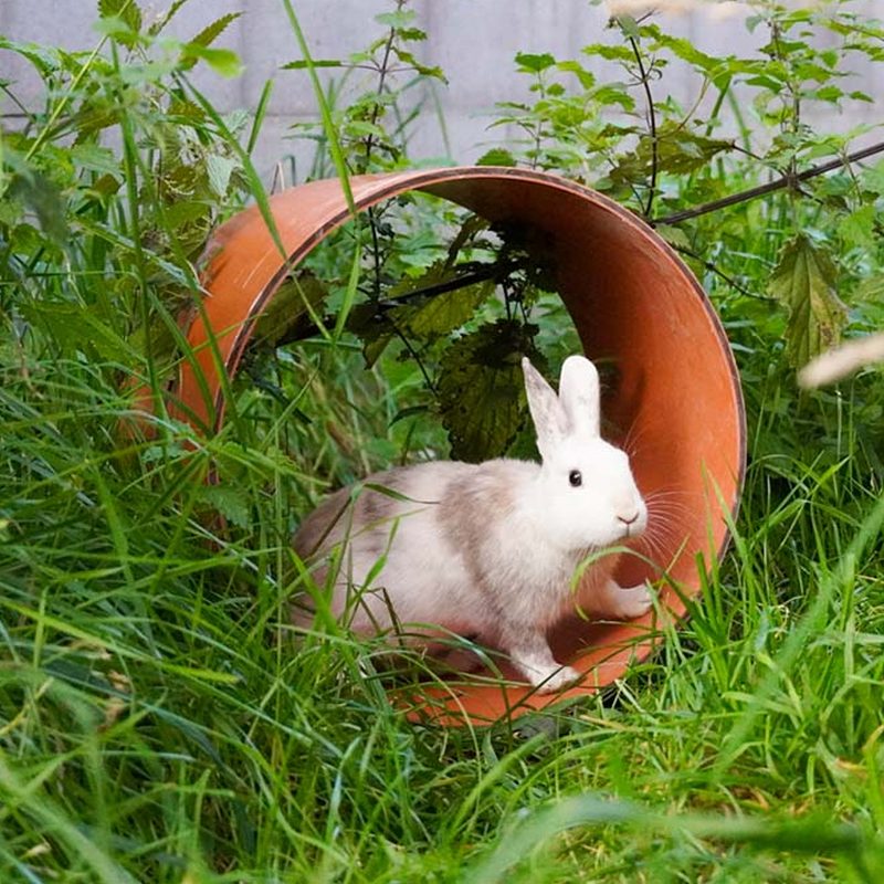 Patenschaft für Elfie abschließen