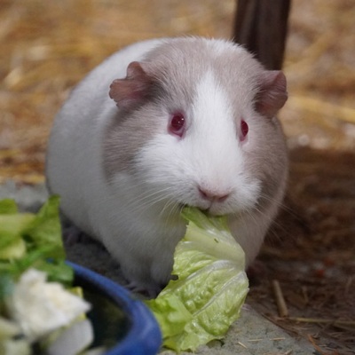 Meerschweinchen Heinrich isst ein Stück Salat