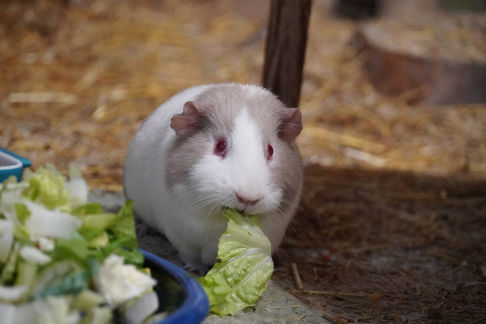 Meerschweinchen Heinrich isst ein Stück Salat