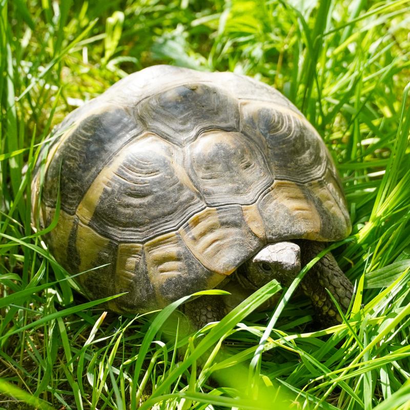Patenschaft für Mandel abschließen