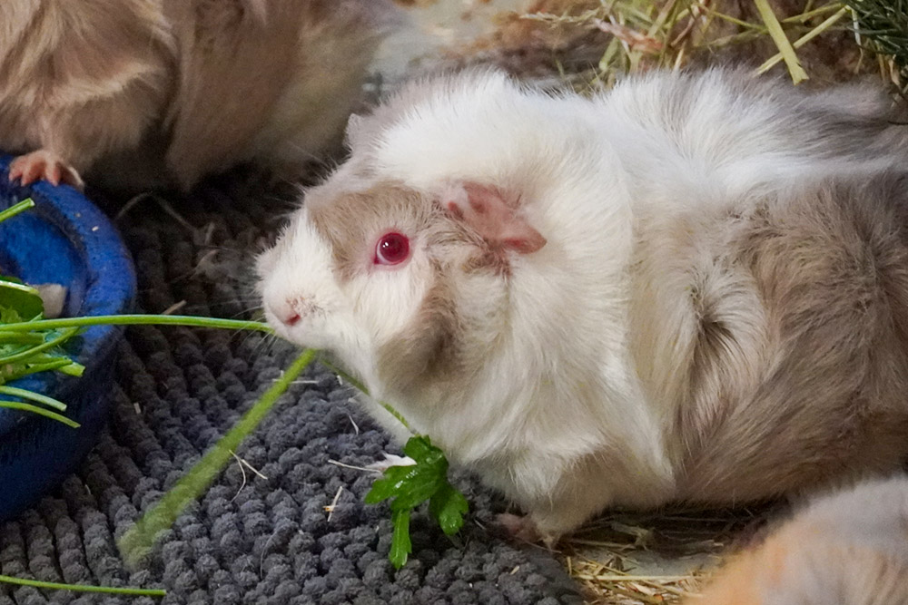 Meerschweinchen Milky isst ein Stück Petersilie