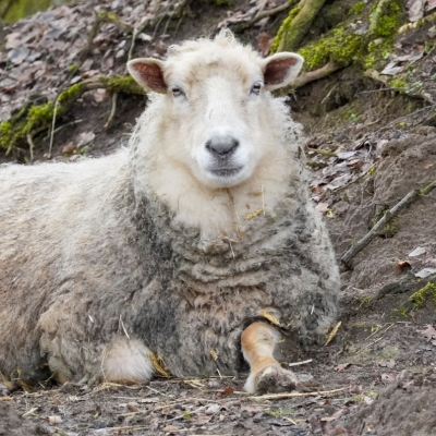 Schaf Brigitte liegt neben einem Hang und schaut in Richtung der Kamera.