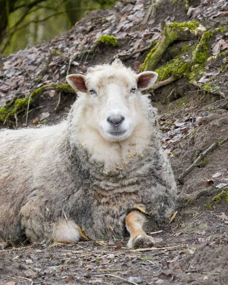 Schaf Brigitte liegt neben einem Hang und schaut in Richtung der Kamera.