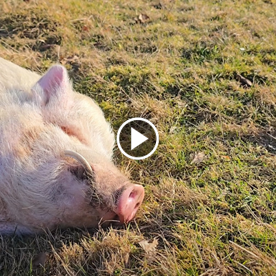 Minischwein Eddie liegt auf einer Wiese und döst.