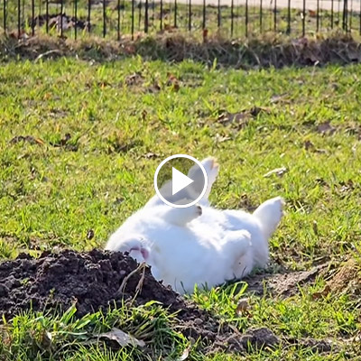 Kaninchen Murmel-Schnurps liegt auf der Seite auf einer Wiese
