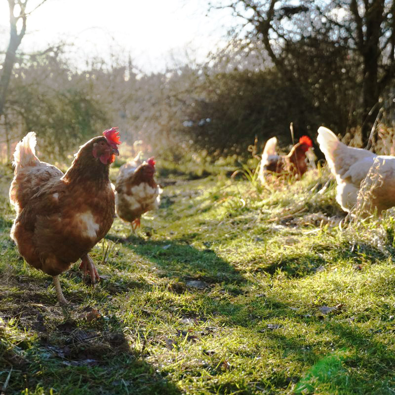 Patenschaft für Familie Wurm abschließen