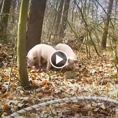Felix, Helge & Knut im Wald während ihrer Rettung