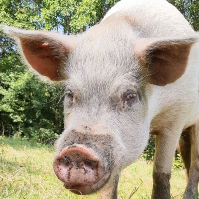 Schwein Felix guckt in Richtung der Kamera. Darunter der Text "Kennst du schon unseren Newsletter?"