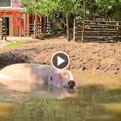 Schwein Hanna liegt in der Suhle im Schweineland