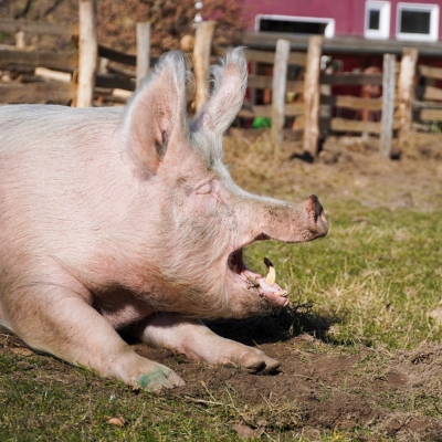 Schwein Hein liegt auf der Erde und gähnt