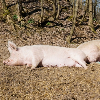 Die Schweine Geschwister Hein und Pia liegen Po an Po in der Sonne auf Stroh