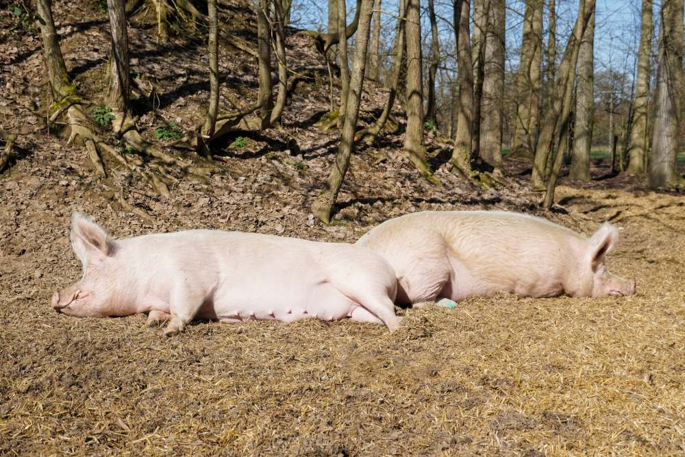 Die Schweine Geschwister Hein und Pia liegen Po an Po in der Sonne auf Stroh