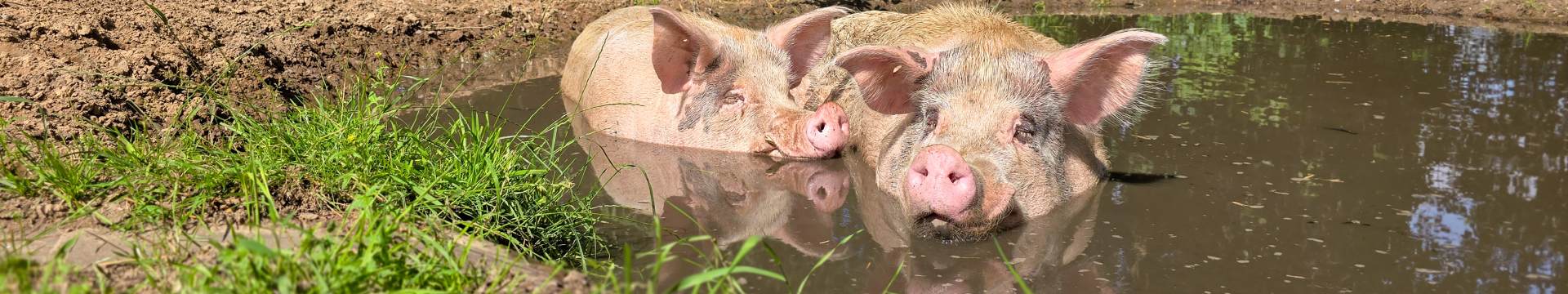 Die Schweine Helge und Knut liegen gemeinsam in der Suhle