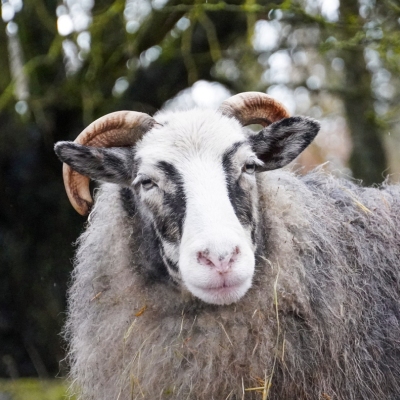 Schaf Jule schaut in Richtung der Kamera
