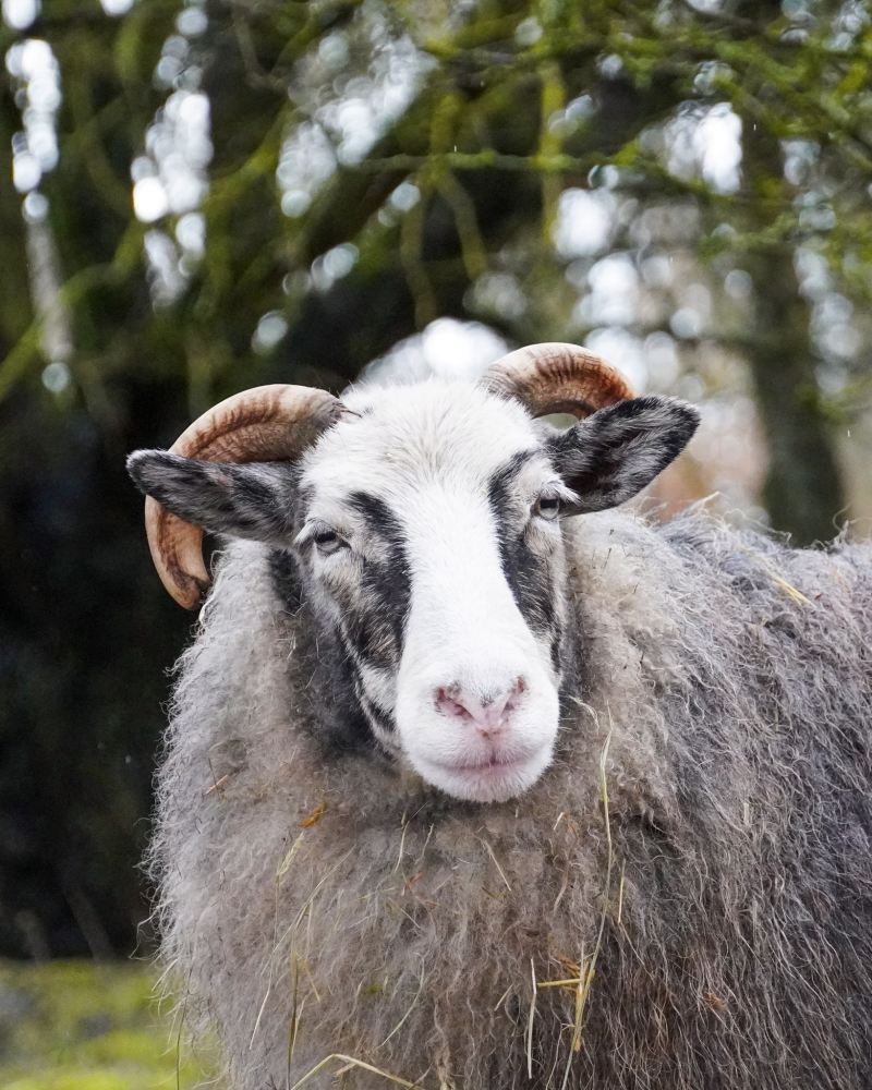 Schaf Jule schaut in Richtung der Kamera
