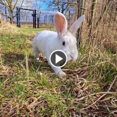 Kaninchen Murmel-Schnurps läuft über eine Wiese