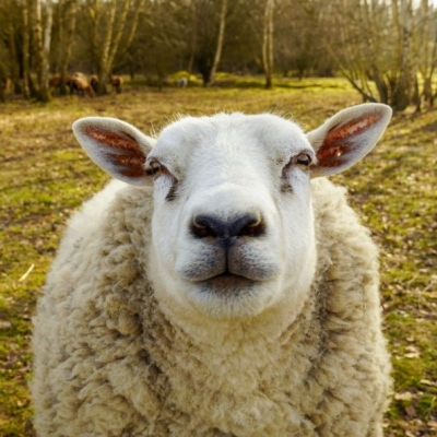 Schaf Mälla steht auf einer Wiese und schaut in die Kamera
