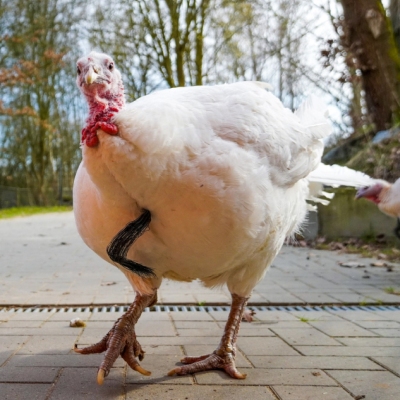Pute Monique geht über einen gepflasterten Weg im Land der Tiere