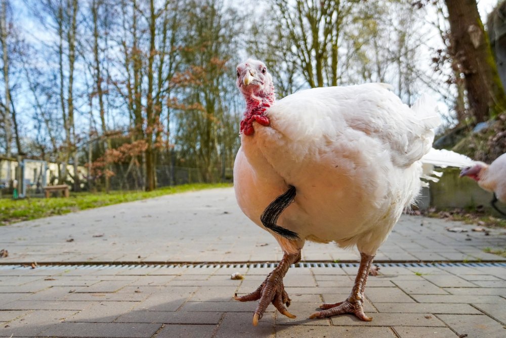 Pute Monique geht über einen gepflasterten Weg im Land der Tiere