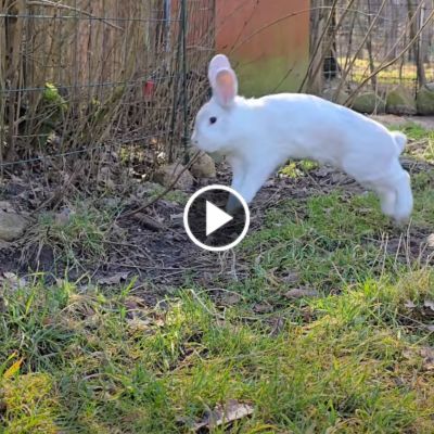 Kaninchen Murmel-Schnurps hüpft durch die Luft