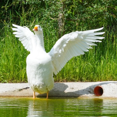 Ganter Nils steht an seinem Teich mit gespreizten Flügeln