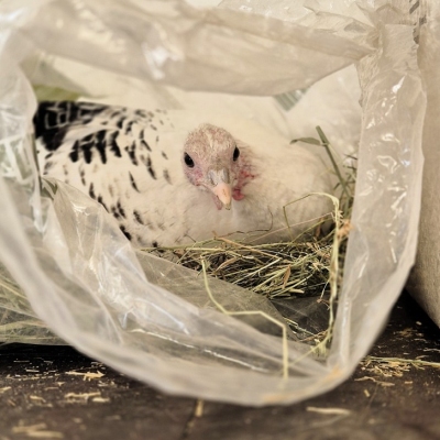 Pute Pieps sitzt in einem Plastiksack mit Stroh