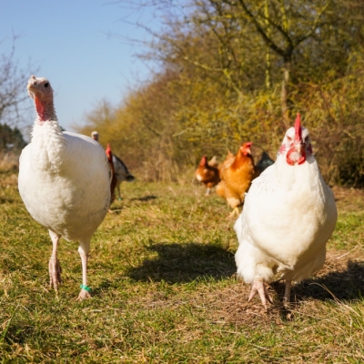 Pute Pieps und Huhn Tomka gehen in Richtung der Kamera über eine Wiese. Im Hintergrund sind weitere Hühner und Puten zu sehen.