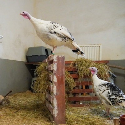 Die Puten Pünktchen und Pieps im "Hühnerzimmer" im Land der Tiere. Pieps sitzt auf einer Palette.