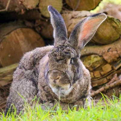 Kaninchen Robinson vor einem Holzstapel