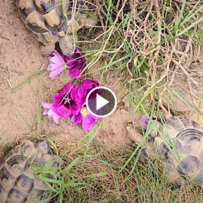 Drei Schildkröten essen Malvenblüten